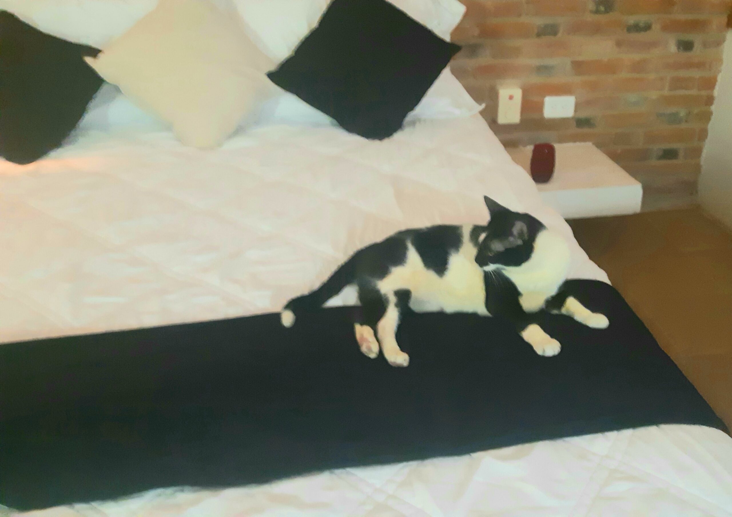 black and white cat on a big king size bed