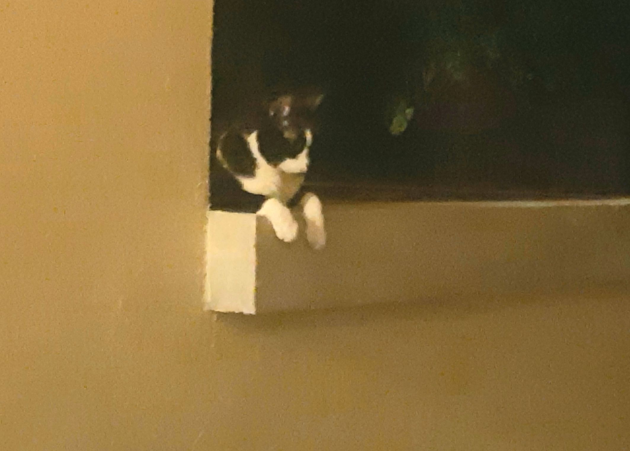 cat on a ledge