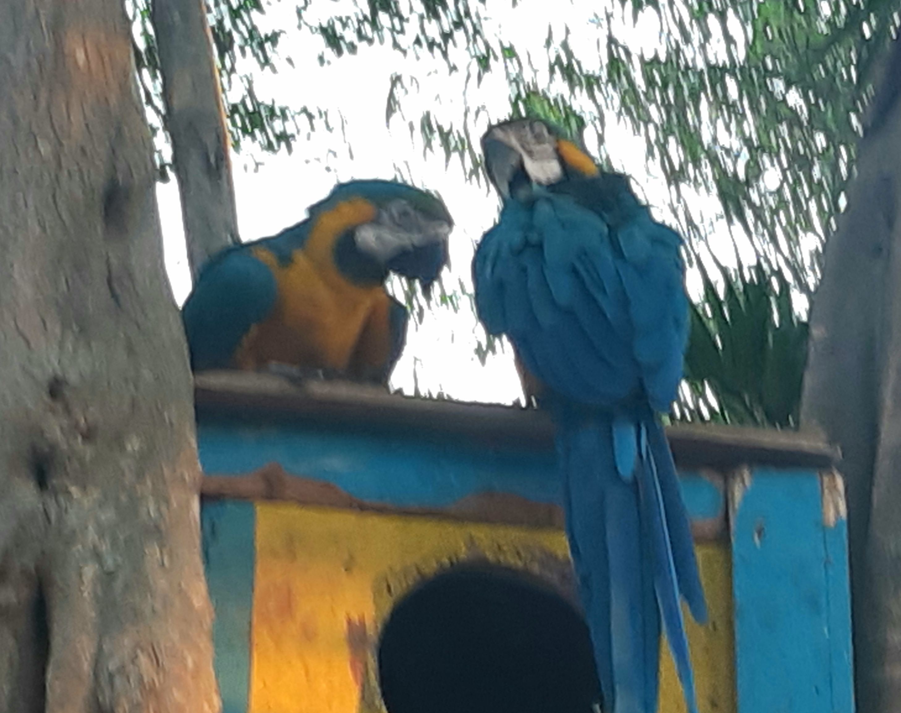 exotic birds Cartagena