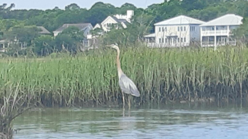 Great Blue Heron salt marsh Murrells Inlet