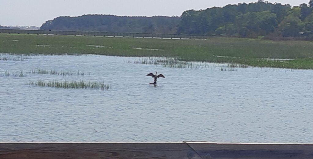 bird in the park South Carolina