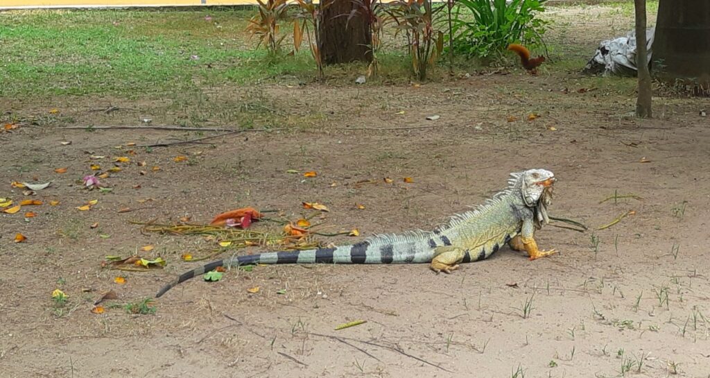 giant iguana