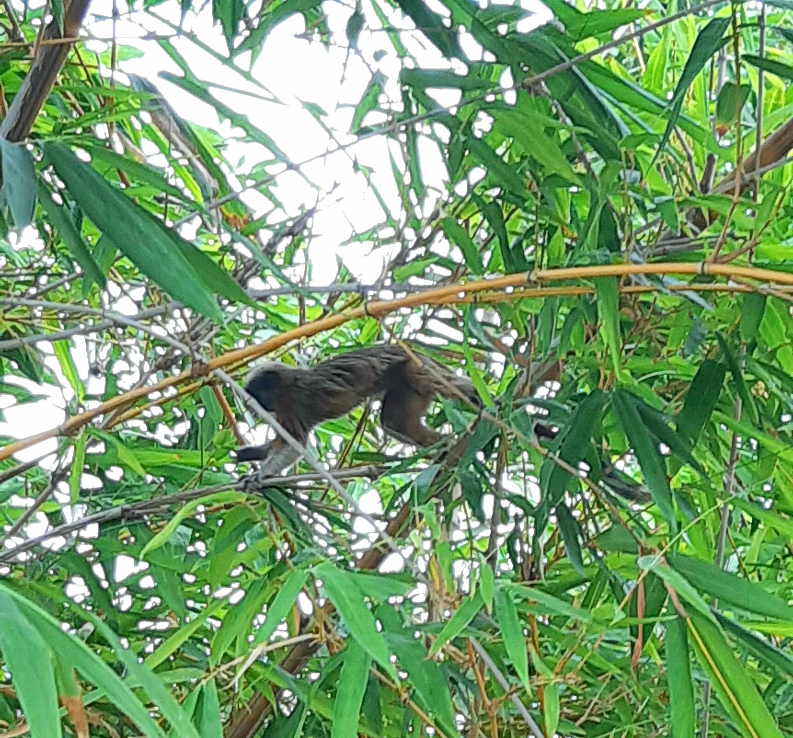 monkey in Cartagena