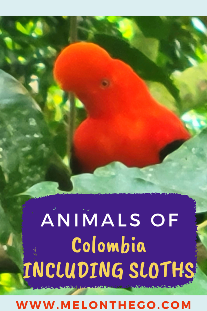 Pin Animals of Colombia