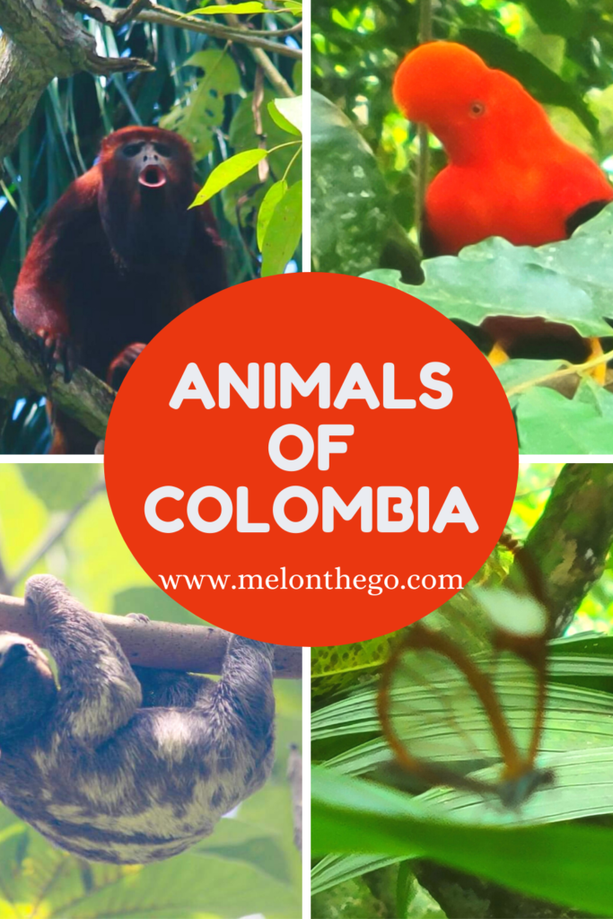 Pin Animals of Colombia