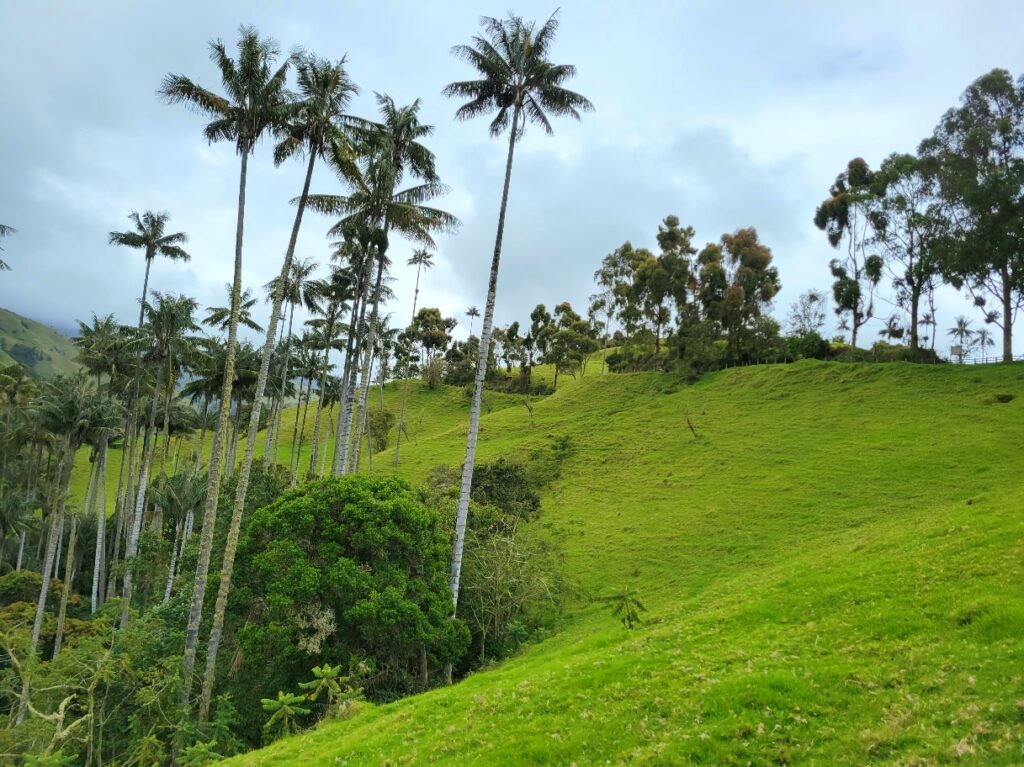 wax palms Cocora Valley