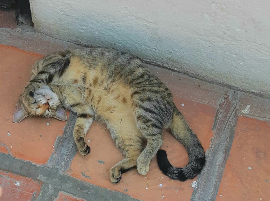 cat in Santa Marta Colombia