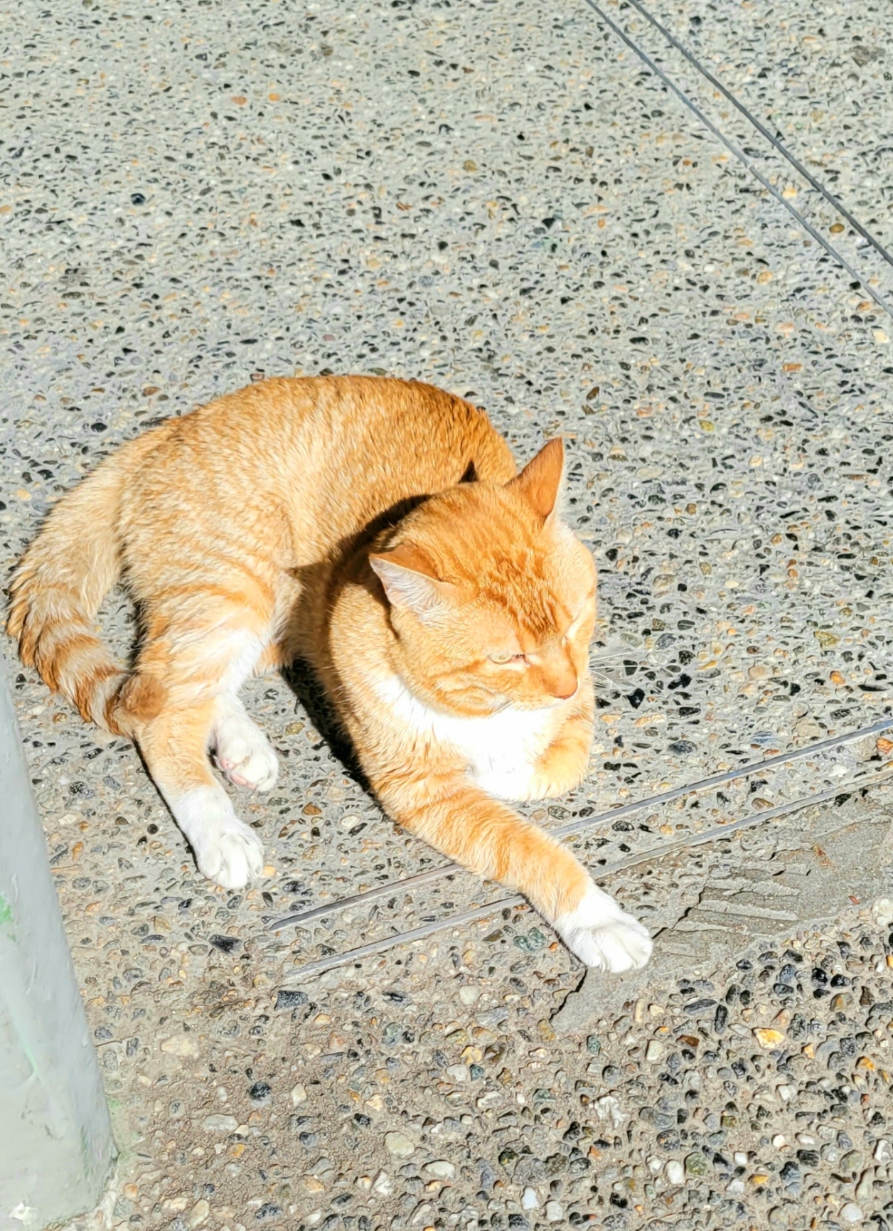 cats of Colombia