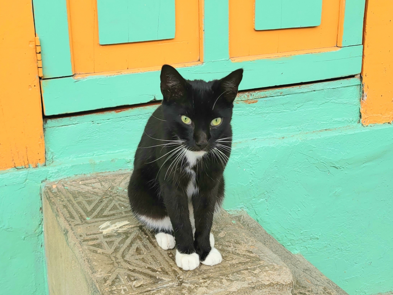 black cat of Colombia