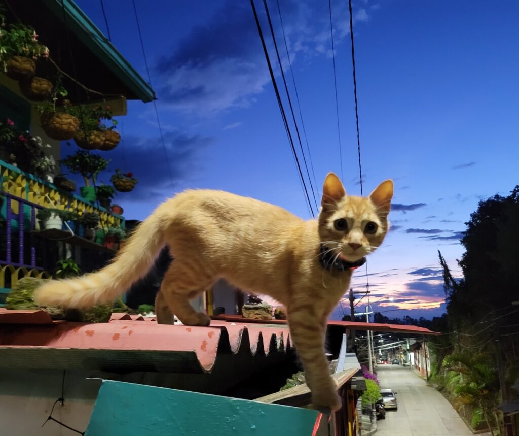 kitten in Salento Colombia