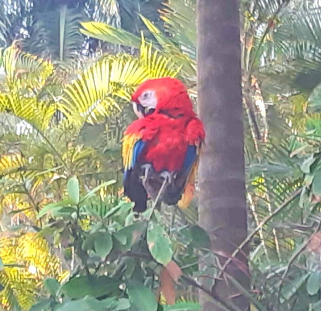 parrot in Cartagena