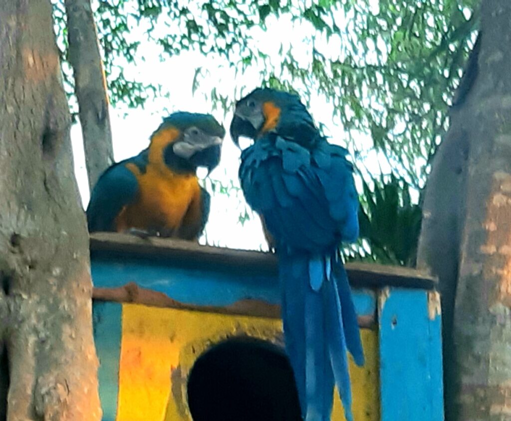 hotel birds Cartagena animals of Colombia