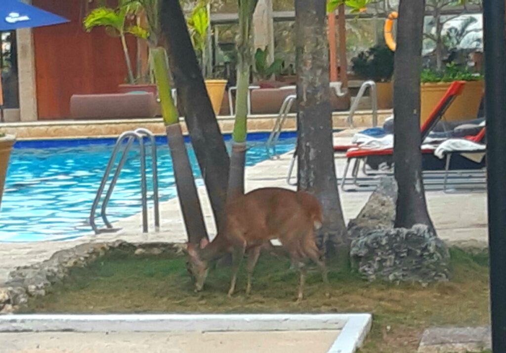 deer at Hotel Caribe Cartagena