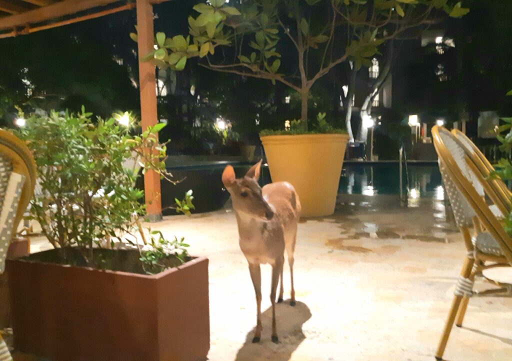 Hotel Caribe deer