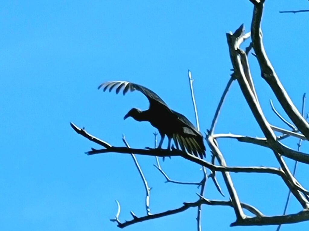 bird in a tree