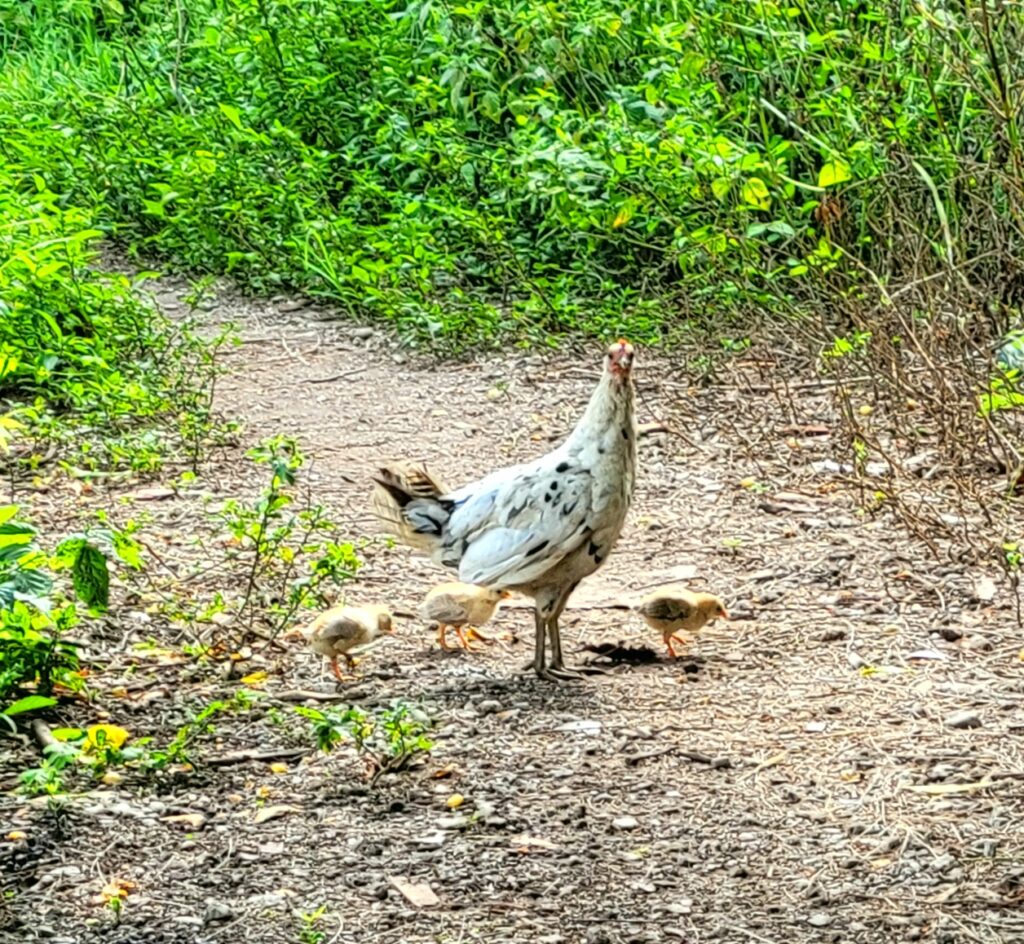 hen and chicks