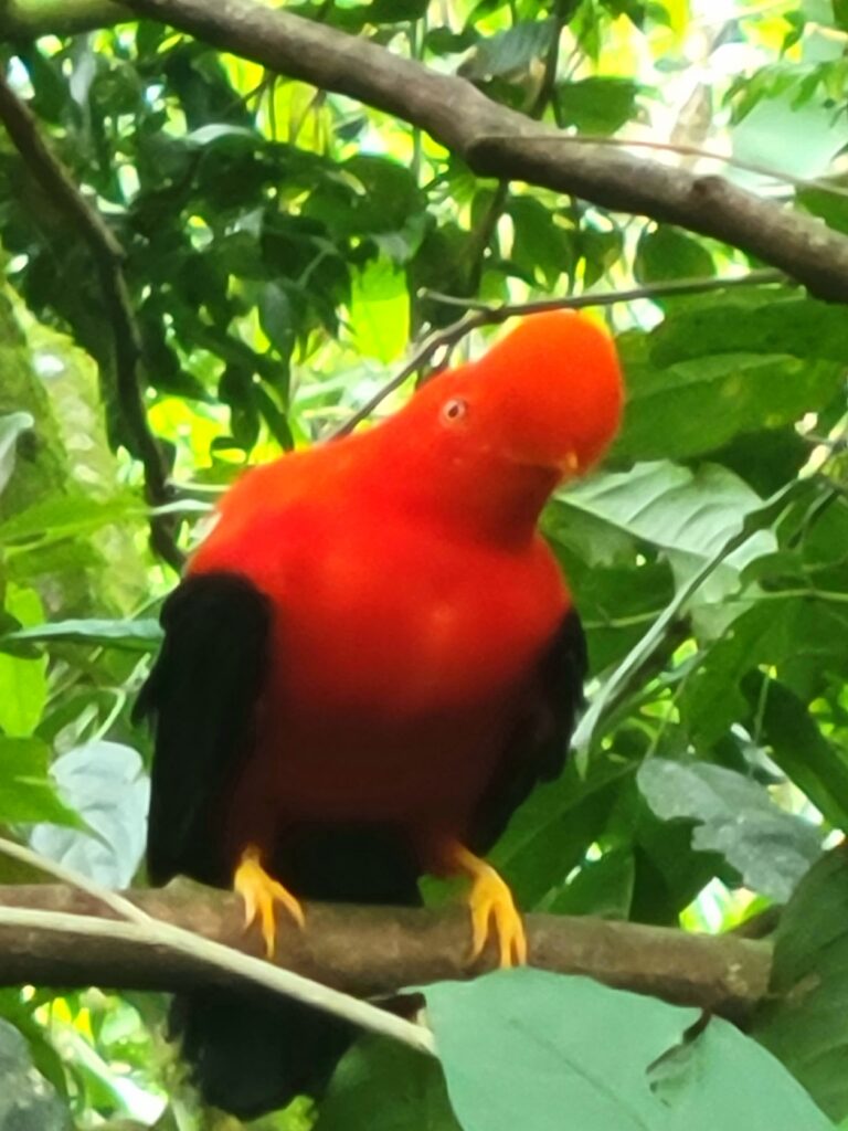 Gallito de rocas andean cock of the rock famous animals of Colombia