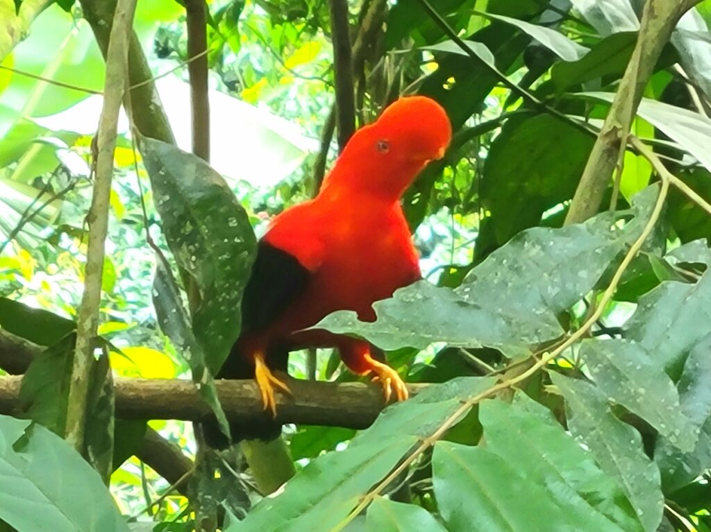 Andean cock of the rock animals of Colombia