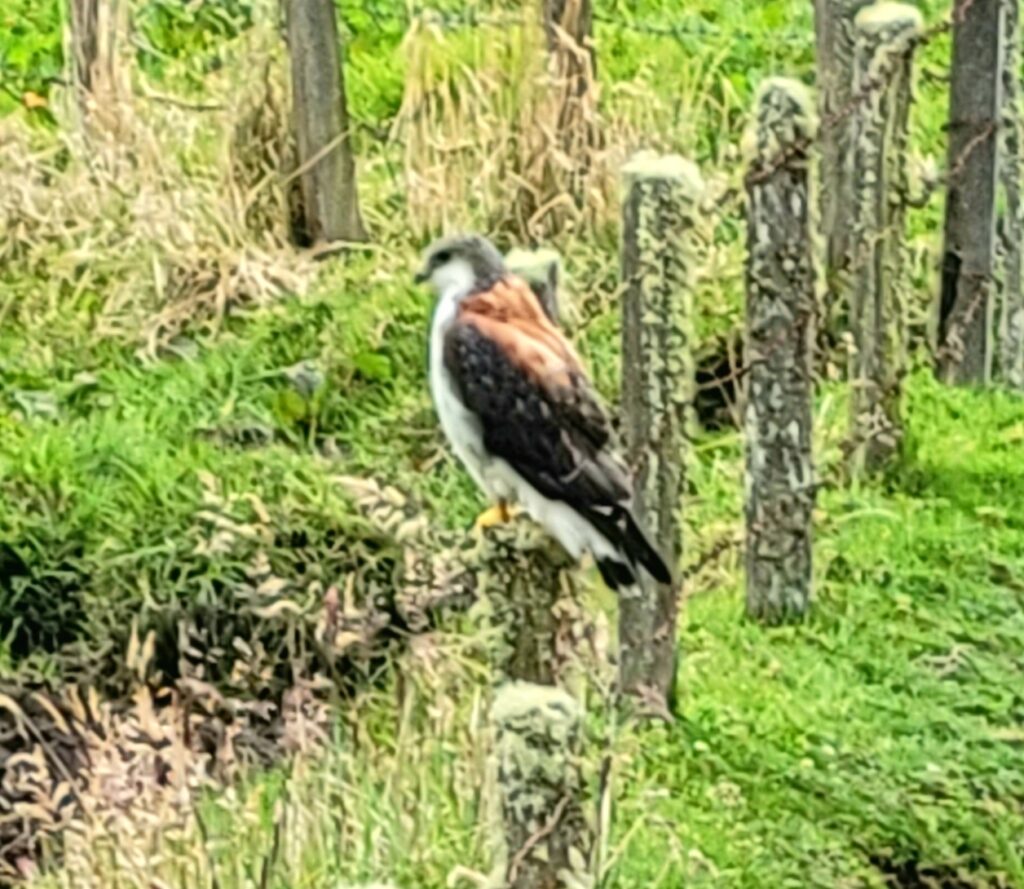 hawk birds of animals of Colombia