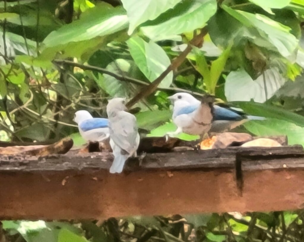 birds in Antioquia