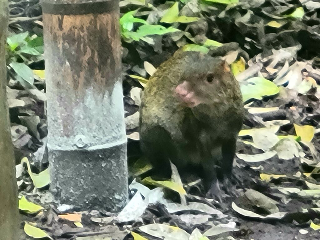 Chiguiro at the Jardin Botanico de Antioquia