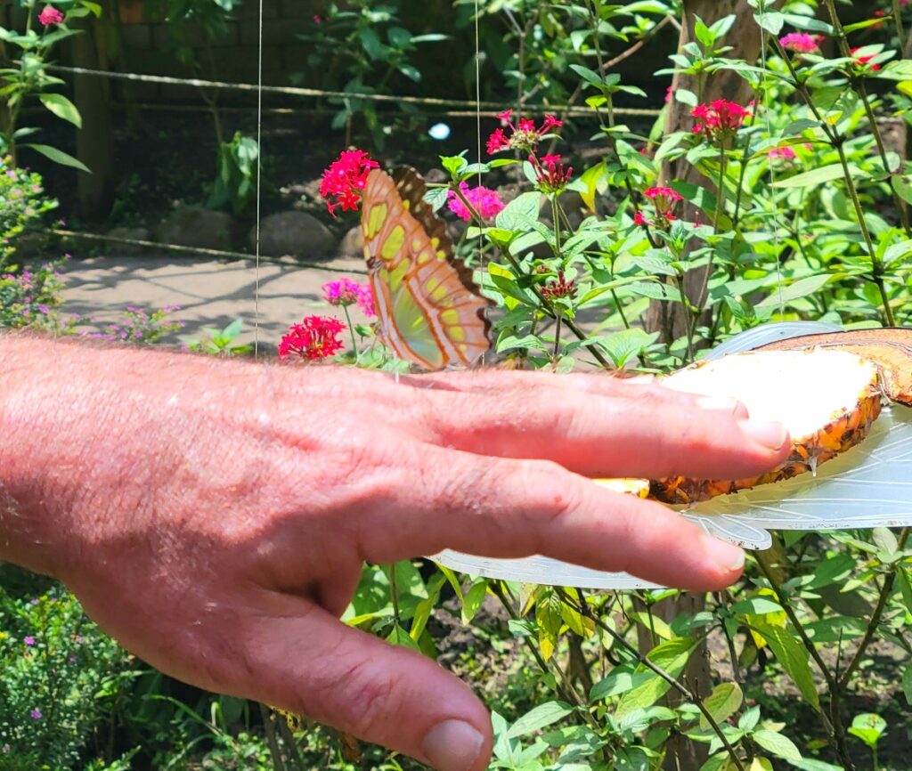 butterfly animals of Colombia