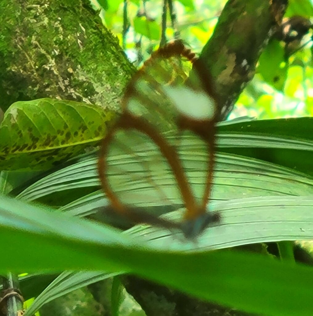 Transparent butterfly