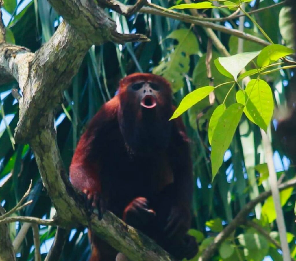 howler monkey Colombia