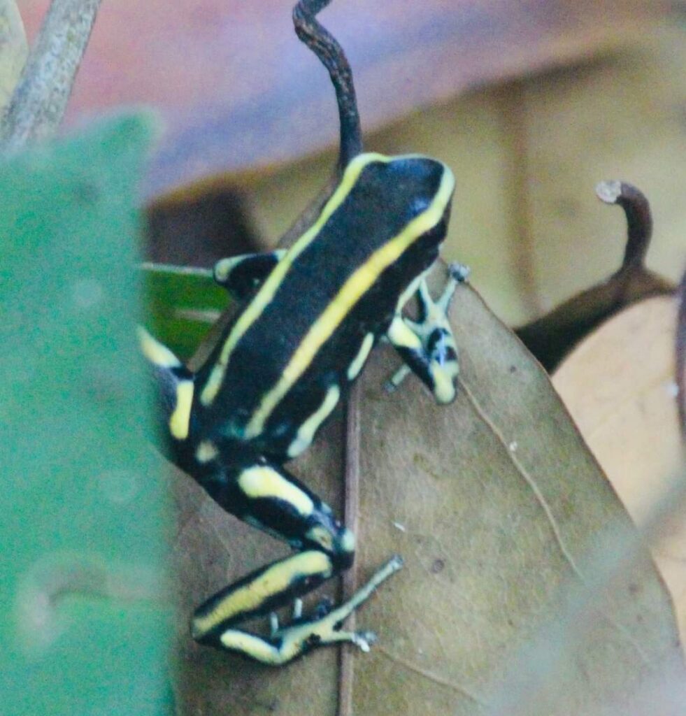 tree frog Cartagena