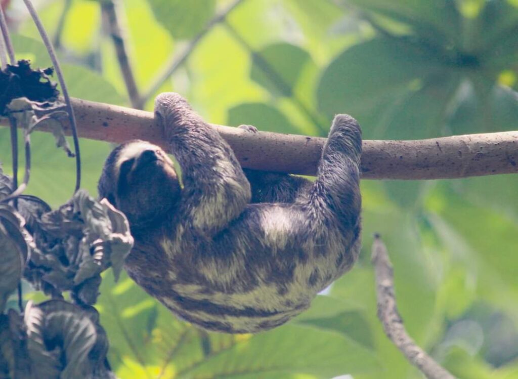 sloth in Colombia