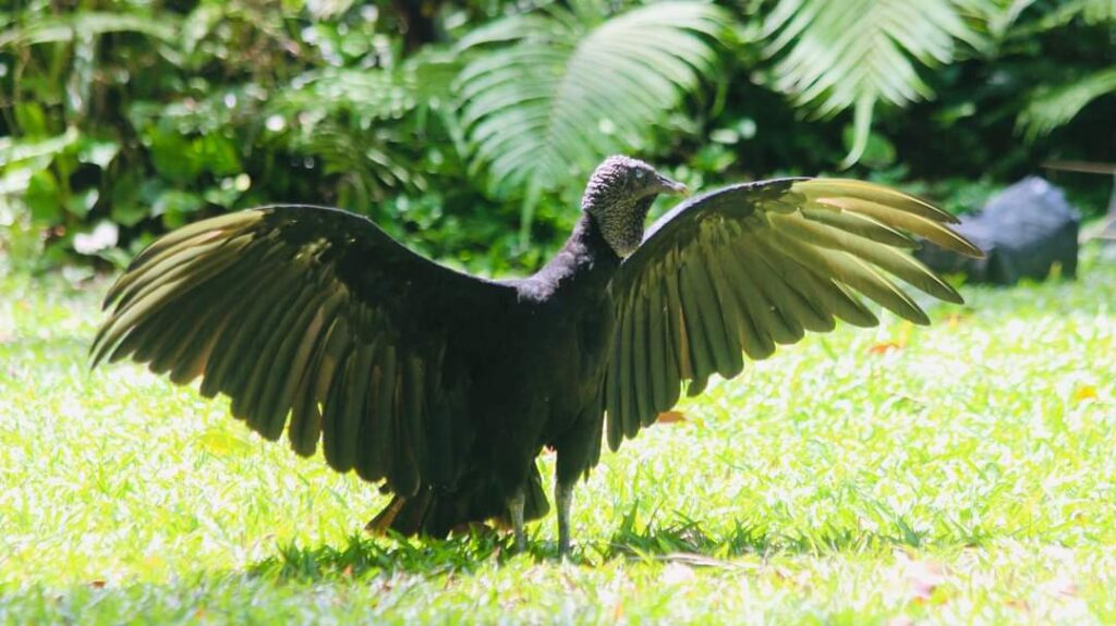 vulture Animals of Colombia