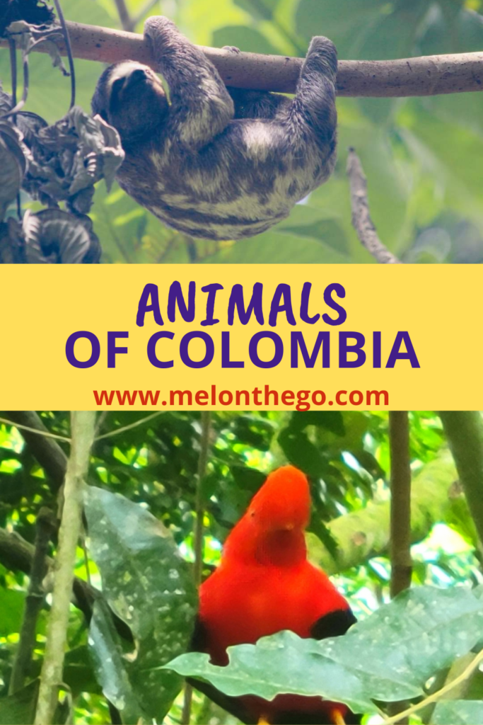 Animals of Colombia Pin