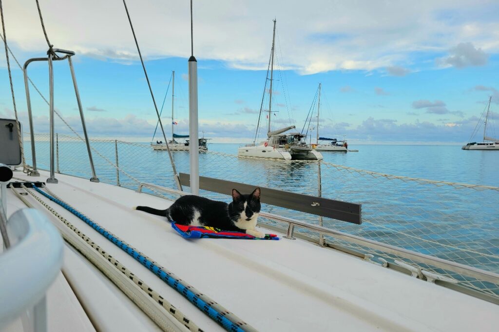 cat on a boat in the San Blas