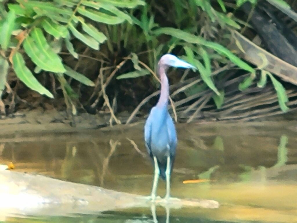 Shore Bird Blue and Red