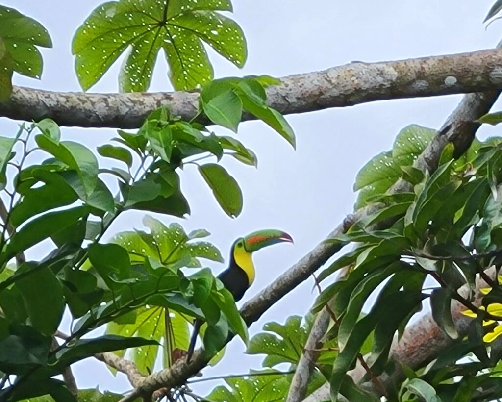 Toucan in a tree Rio Diablo