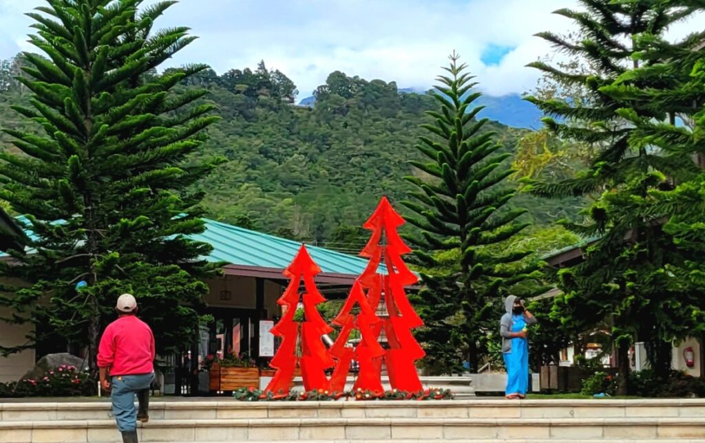 Trees in Boquete Panama