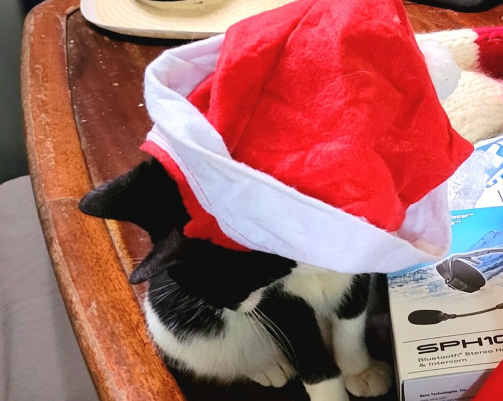 Cat in a Santa Hat