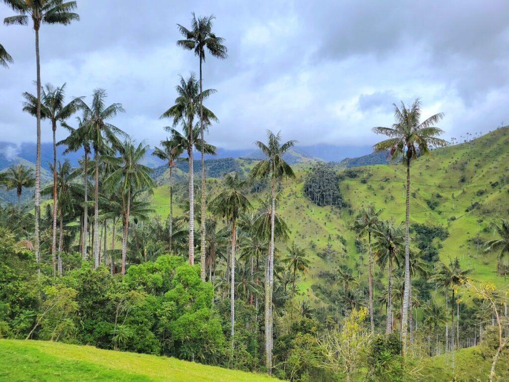 Wax Palms of Cocora Valley Colombia