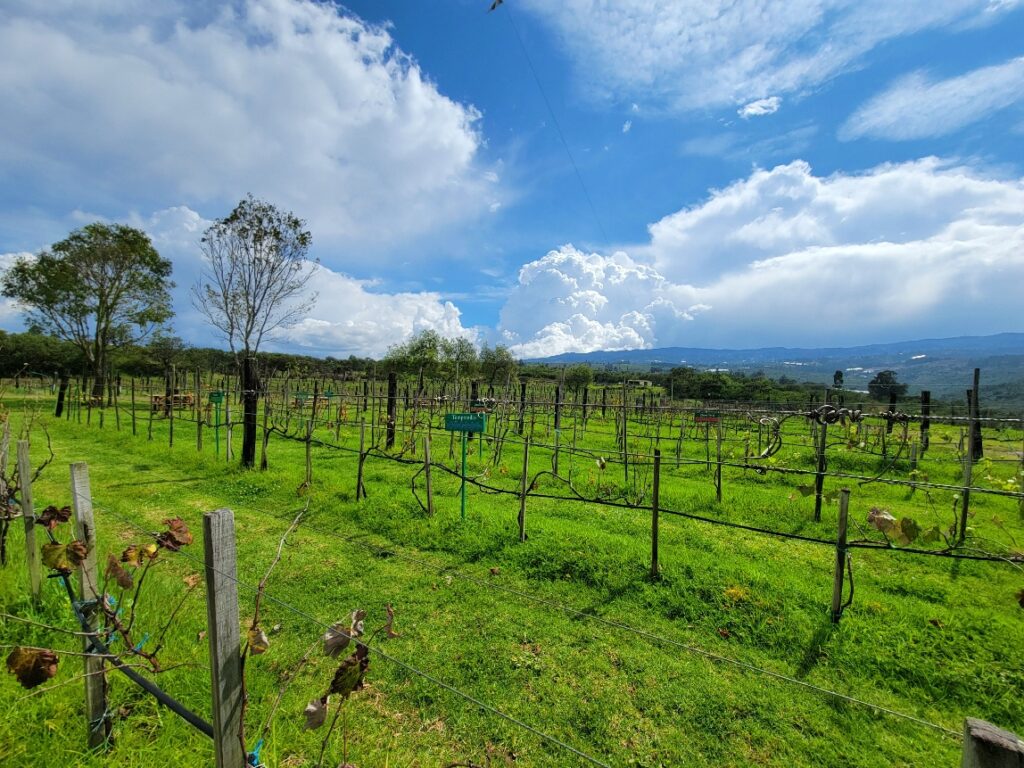 Marques vineyard in Colombia