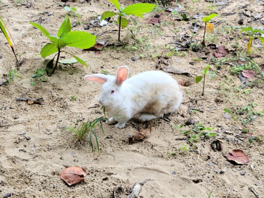 Rabbit on the beach