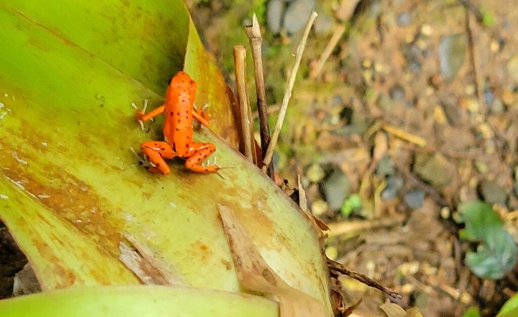 red frog Panama