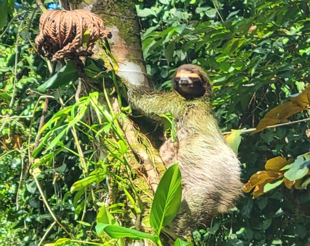 Sloth Bocas del Toro Panama