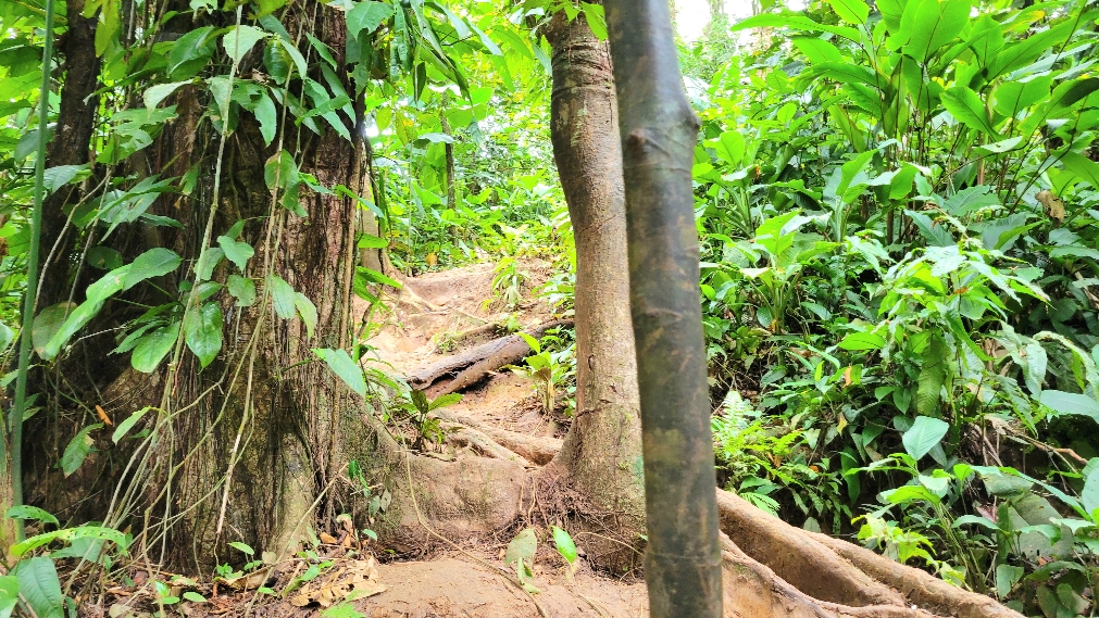 Hiking trail to Wizard Beach