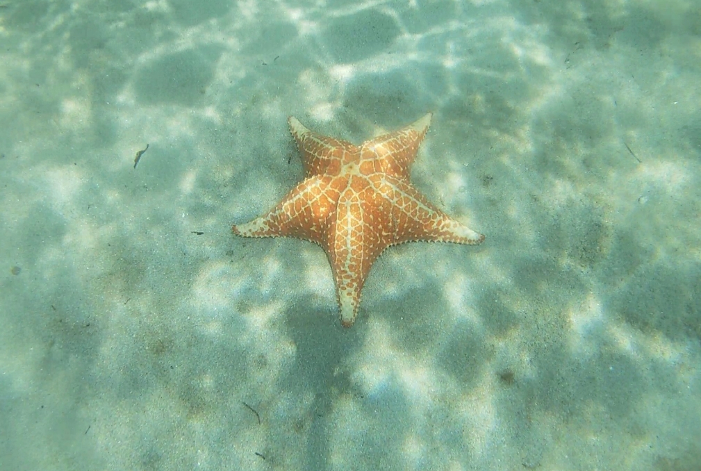 starfish in the water