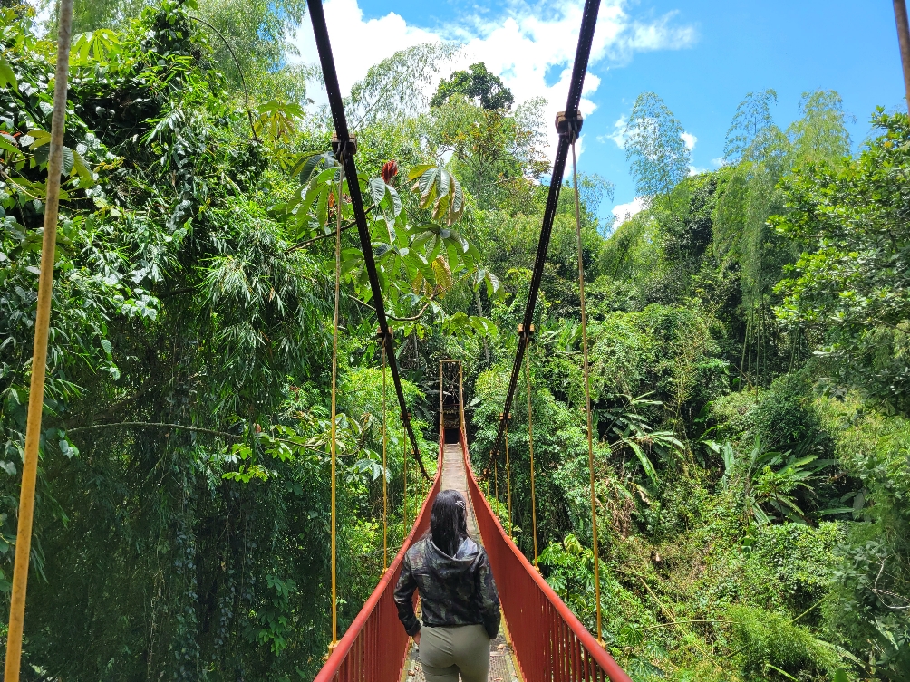 Suspension Bridge in Quindio Botanical Garden