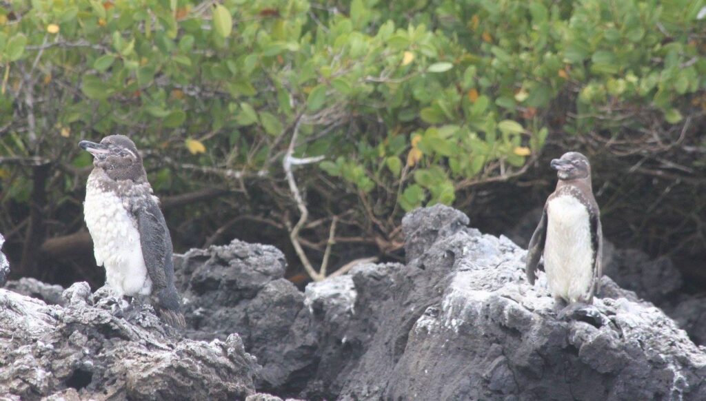 Galapagos penguins