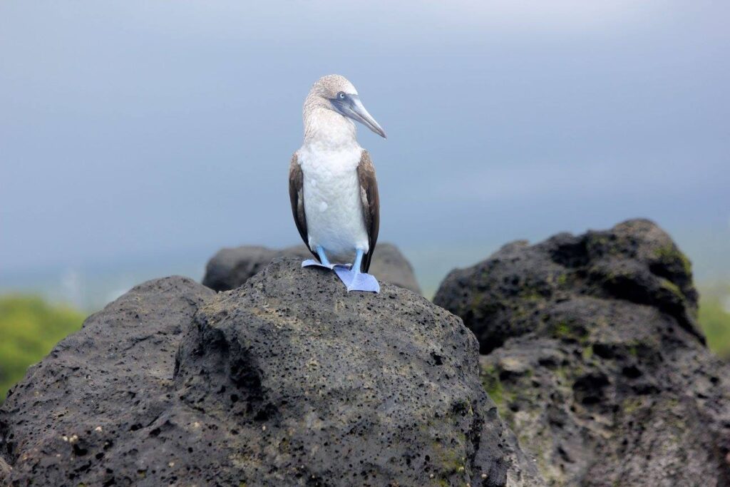 Blue footed booby