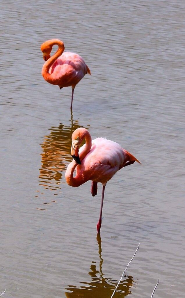 Pink Flamingoes in the Galapagos