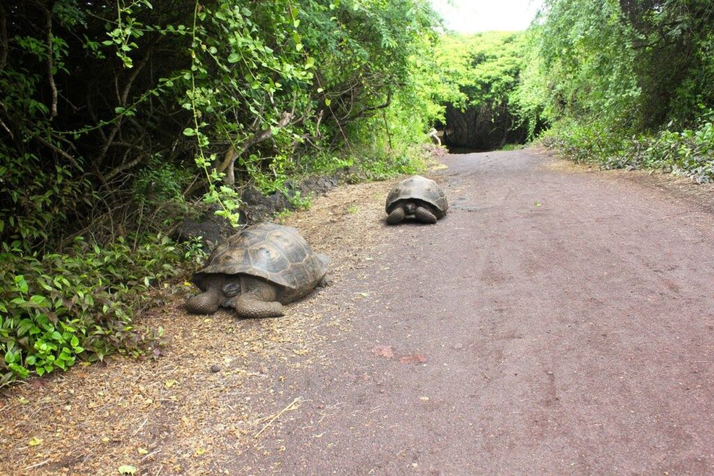 tortoises in the road 