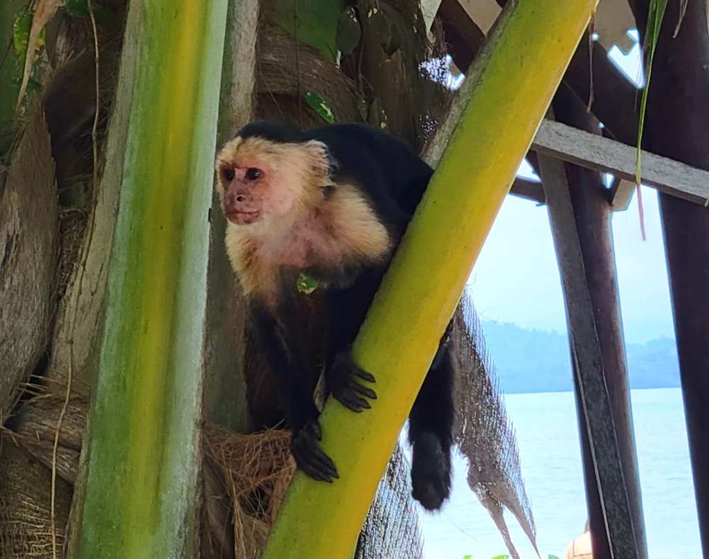 capuchin monkey